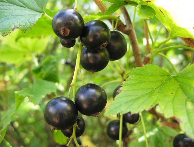 Очень крупные ягоды позднего сорта чёрной смородины Лентяй