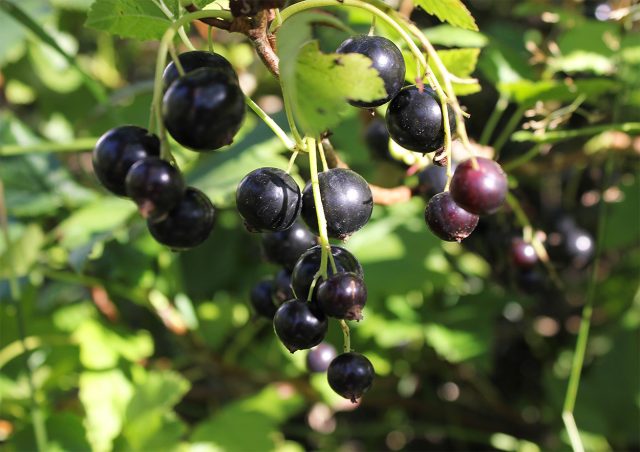 Густые гроздья сорта чёрной смородины Ленинградский великан
