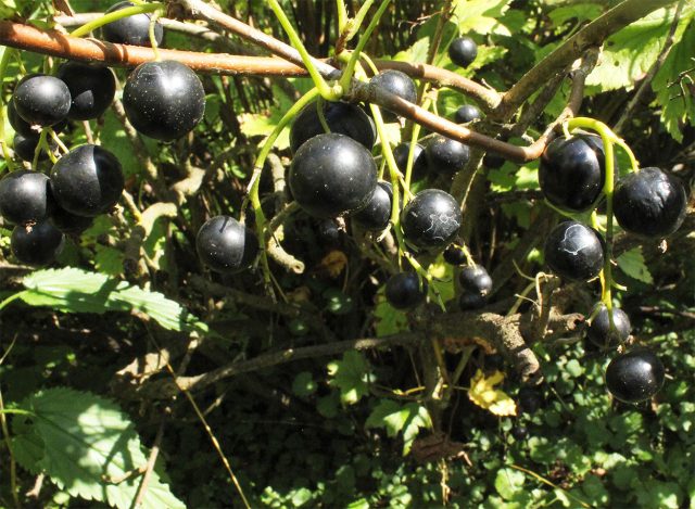Огромные десертные ягоды сорта чёрной смородины Пигмей