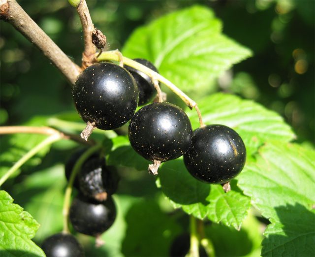 Глянцевые овально-округлые ягоды сорта чёрной смородины Вологда