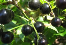 Лучшие сорта чёрной смородины, без которых вам не обойтись