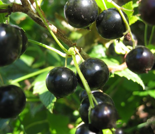 Лучшие сорта чёрной смородины, без которых вам не обойтись - Сад и огород Лучшие сорта чёрной смородины, без которых вам не обойтись