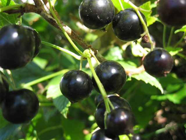 Спелые ягоды чёрной смородины на деревянном фоне