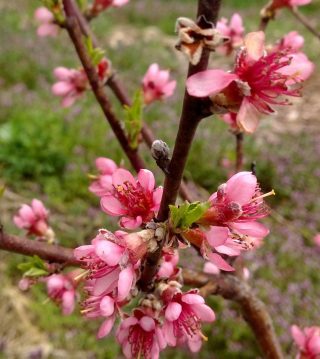 Цветение нектарина