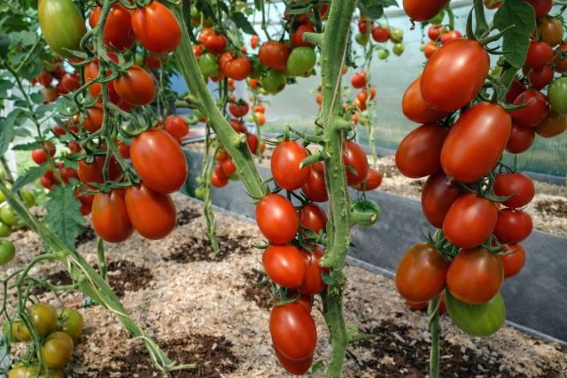 Де Барао — проверенный индетерминант для теплицы с плотными плодами 60–90 г. Терпит перепады температуры, стабильно завязывает и тянет сезон до осени. Отличен для маринования и тех, кто ценит предсказуемый результат.