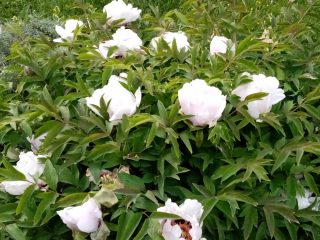 Древовидный пион на 6-й год выращивания