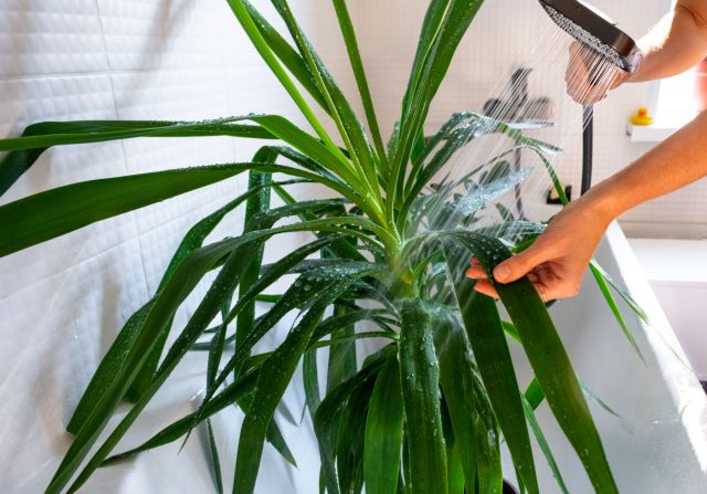 Когда устраивать банный день? Универсального графика нет: летом и в жару душ нужен чаще, а зимой — лишь для тропических видов. Помните, что горячая стимуляция допустима только в период роста. После ванны не поливайте цветок 4–7 дней, чтобы избежать залива.