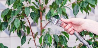 Душ для комнатных растений — все секреты и правила