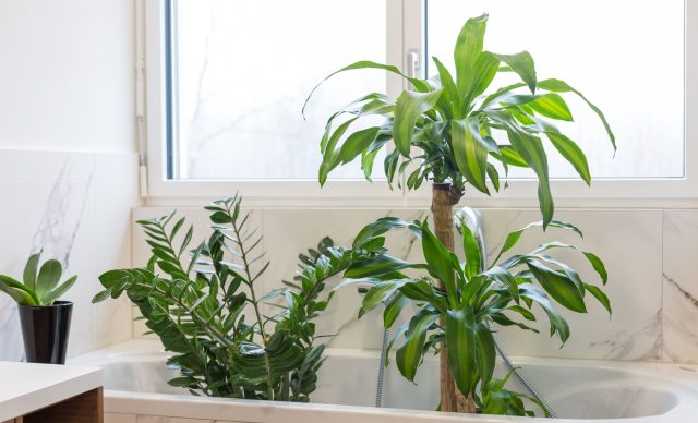 Ночь в закрытой ванной после душа создает эффект тропического парника. Теплый пар помогает растению максимально напитаться влагой и восстановить тонус, что гораздо эффективнее обычного опрыскивания из пульверизатора.