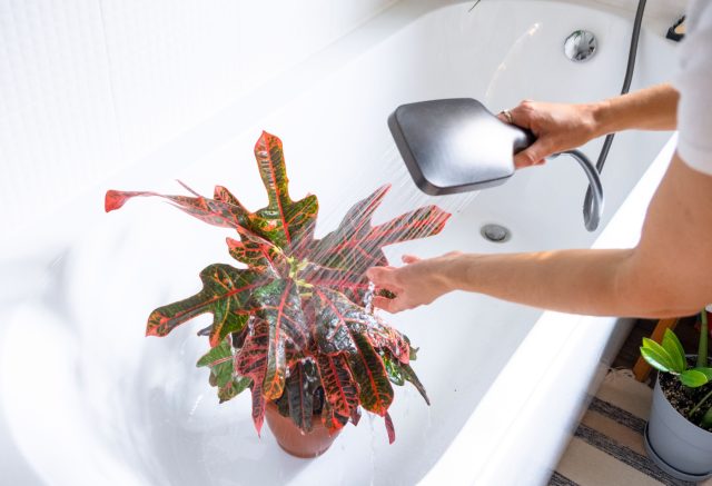 Теплый душ идеален для гигиены, а горячий (50–55°C) стимулирует метаболизм. Такая встряска пробуждает спящие точки роста, заставляет растение выпускать новые листья и закладывать бутоны даже после долгого застоя.