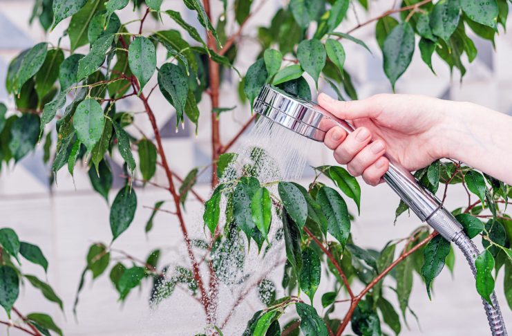 Душ для комнатных растений — все секреты и правила