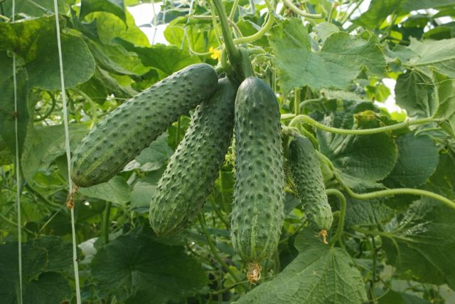 Эколь F1 — компактный корнишонный гибрид (40–43 дня) с плодами 6–8 см, идеально подходит для консервирования и плотной посадки.