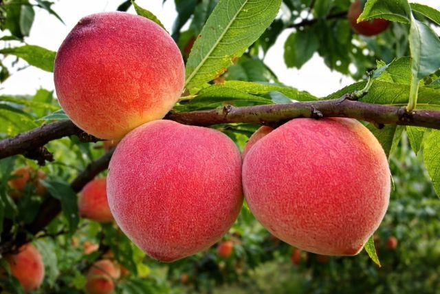 Компактный Флеминг Фьюри удобен для небольших участков, но по вкусу совсем не скромный: насыщенно-сладкий, с выразительной кислинкой и ароматом. Плоды плотные, аккуратные, подходят для хранения несколько дней.