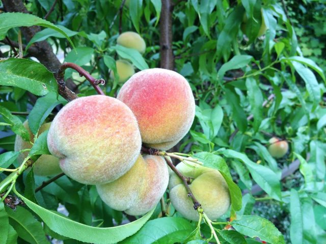 Поздний Фрост ценится за устойчивость цветков к возвратным заморозкам. Плоды крупные, плотные, сладко-кислые, хорошо переносят перевозку. Фрост подходит и для рынка, и для домашнего сада.