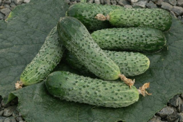 Герман F1 — ранний партенокарпический гибрид (38–40 дней), который стабильно плодоносит даже при похолоданиях. Зеленцы около 10 см, плотные, без горечи, устойчив к мучнистой росе и вирусу мозаики.