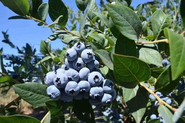 Голубика Блюкроп — промышленный стандарт и один из самых надёжных сортов. Урожай стабилен из года в год, куст устойчив к морозам и кратковременной засухе. Оптимальный выбор для средней полосы.
