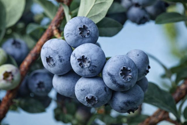 Голубика Бонус сочетает крупный размер с насыщенной сладостью и ароматом. Ягоды плотные, ровные, созревают более дружно, чем у Чандлера. При правильной кислотности почвы куст стабильно даёт высокий урожай.