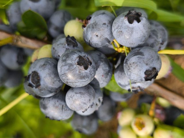 Голубика Чандлер — рекордсмен по размеру ягоды: отдельные плоды достигают 25 мм и выглядят почти как виноград. Урожай созревает постепенно, сбор растягивается до месяца, зато свежая ягода на столе почти всё лето.