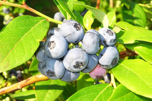 Голубика Денис Блю отличается яркой сладостью и плотной мякотью. Ягоды среднего размера, но их много, куст плодоносит стабильно. Хороший вариант для тех, кто ищет баланс вкуса и зимостойкости.