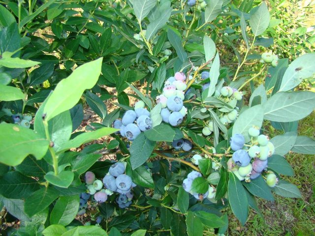 Голубика Патриот подходит для участков со сложными условиями: тяжёлая почва, близкие грунтовые воды, суровые зимы. При высокой морозостойкости ягоды остаются крупными и вкусными, урожай стабильный.