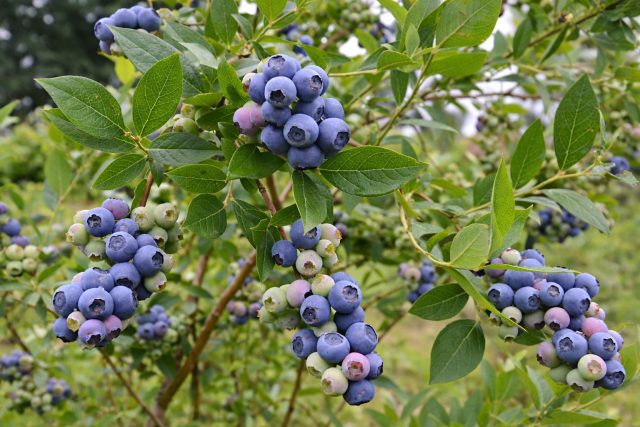 Голубика Торо — урожайный и выносливый сорт с плотной ягодой среднего размера. Плоды хорошо переносят транспортировку и подходят для заморозки. Созревание дружное, сбор проходит быстро и без потерь.