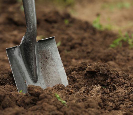 Готовим грядки к сезону: 6 шагов к здоровой почве и высокому урожаю