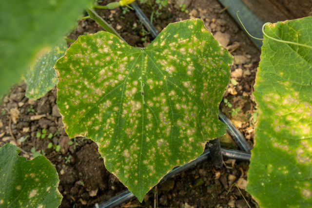 Когда листья у растений массово желтеют, деформируются, и на них появляются признаки мраморности — это верный сигнал, что растения на участке стали часто болеть из-за почвоутомления Когда листья у растений массово желтеют, деформируются, и на них появляются признаки мраморности — это верный сигнал, что растения на участке стали часто болеть из-за почвоутомления