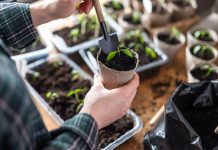 Хотите ранний урожай? 5 культур, которые нужно посеять в феврале