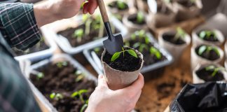 Хотите ранний урожай? 5 культур, которые нужно посеять в феврале - Лучшее Хотите ранний урожай? 5 культур, которые нужно посеять в феврале