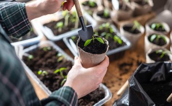 Хотите ранний урожай? 5 культур, которые нужно посеять в феврале