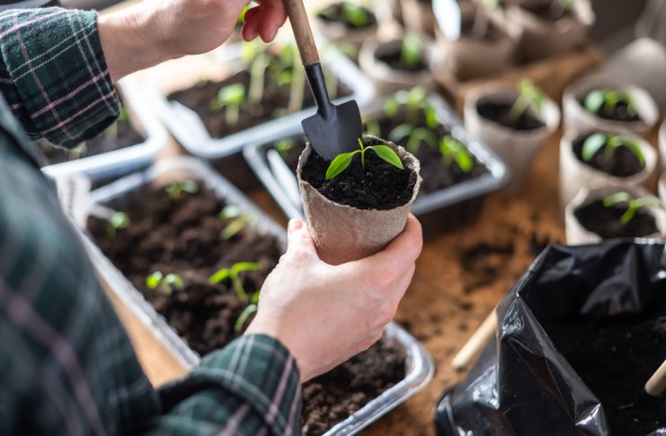 Хотите ранний урожай? 5 культур, которые нужно посеять в феврале