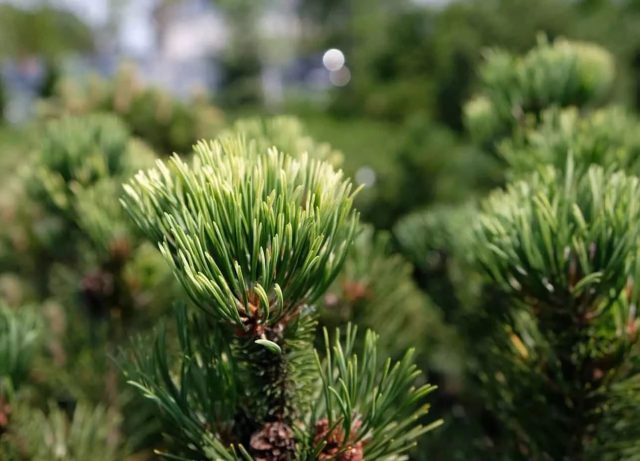 Сосна горная «Пал Малетер» (Pinus mugo ‘Pal Maleter’)