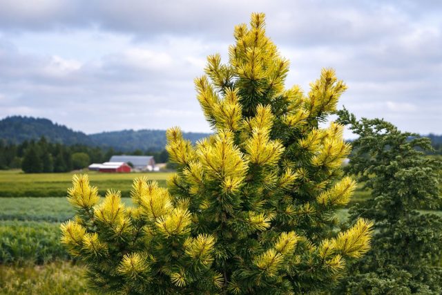 Сосна скрученная «Тейлорс Санбёрст» (Pinus contorta ‘Taylor’s Sunburst’)