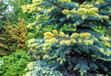 15 хвойных с яркими побегами для эффектных контрастов в саду 15 хвойных с яркими побегами для эффектных контрастов в саду