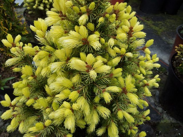 Ель сизая «Ф.Дж. Дейзис Уайт» (Picea glauca ‘F.J. Daisy’s White’)