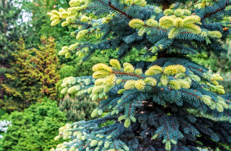 15 хвойных с яркими побегами для эффектных контрастов в саду