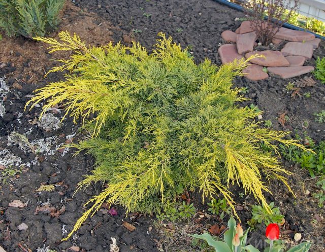 Можжевельник Пфитцера «Голдкиссен» (Juniperus x pfitzeriana ‘Goldkissen’)