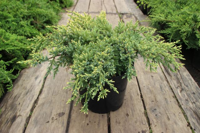 Можжевельник чешуйчатый «Дрим Джой» (Juniperus squamata ‘Dream Joy’)