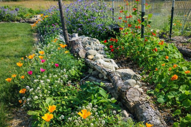 Концепция «мини-луга» в действии: даже небольшой островок с травами и многолетниками превращает часть сада в биофильный оазис. Это идеальное решение для создания уютной атмосферы и поддержки местной экосистемы.