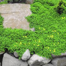 Плотный ковер из почвопокровных растений — это «живая мульча» вашего сада. Такое решение защищает землю от эрозии и перегрева, создавая эффектное зеленое полотно, которое гармонично заполняет пустоты между крупными формами.