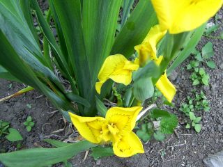 Ирис болотный Ирис болотный