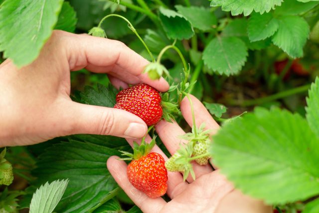 Правильный выбор сорта клубники во многом определяет будущий урожай. Не каждый красивый на фото вариант подходит для конкретного климата и условий. Учитывая регион и сроки плодоношения, проще получить вкусные и ароматные ягоды.