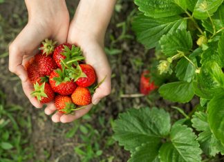 Как добиться безупречного урожая клубники?