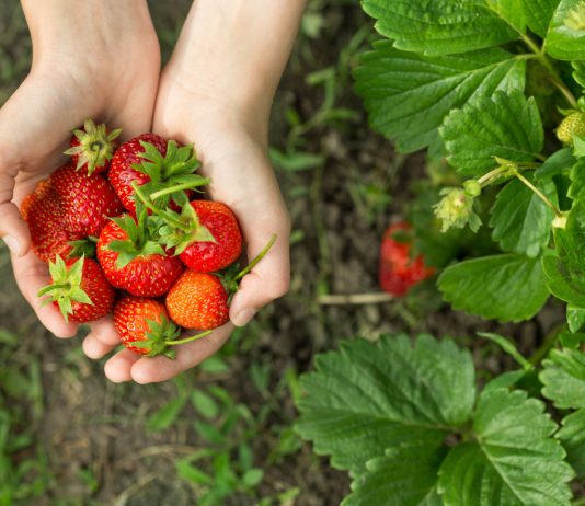 Как добиться безупречного урожая клубники?
