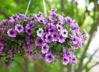 Как добиться здорового и пышного цветения петуний?