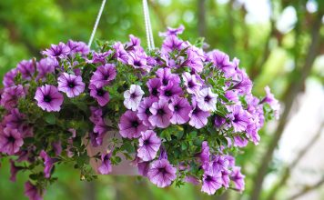 Как добиться здорового и пышного цветения петуний?