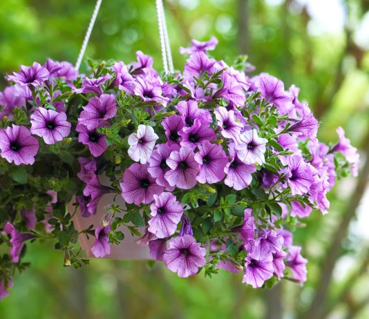 Как добиться здорового и пышного цветения петуний?