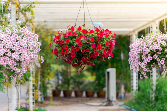 Для первого опыта выбирайте выносливые гибриды: кустовые (Пируэт, Шторм) или ампельные (Изи Вейв, Опера Суприм). Они прощают ошибки в уходе и эффектно цветут даже у начинающих.