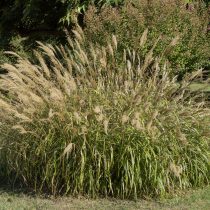 Мискантус Мискантус