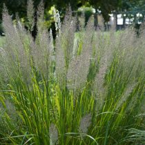 Вейник остроцветковый Вейник остроцветковый